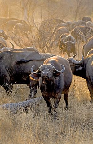 African Buffalo at Sunset Kruger N P